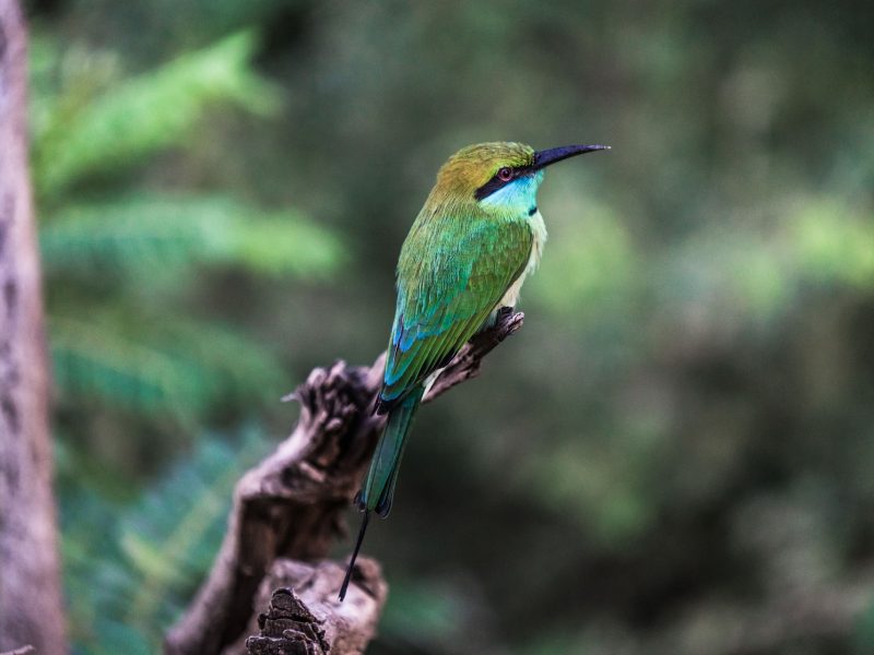 Birdwatching in Sri Lanka